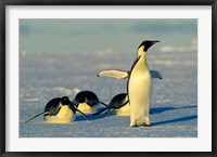 Framed Emperor Penguins, Antarctica, Atka Bay, Weddell Sea