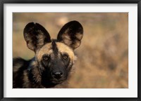 Framed Botswana, Chobe NP, African Wild Dog, Savuti Marsh