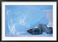 Framed Antarctica, Boothe Isl, Lemaire Channel, Leopard Seal