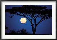 Framed Acacia Tree in Moonlight, Tarangire, Tanzania