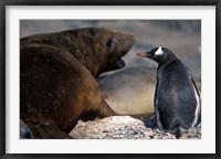 Framed Antarctica, Livingston Island, Gentoo penguin