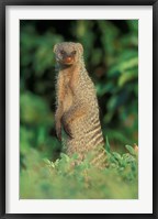 Framed Botswana, Chobe NP, Banded Mongoose river bank