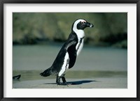 Framed African Penguin, Cape Peninsula, South Africa