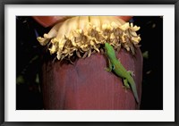Framed Day Gecko, Ranamofana, Madagascar