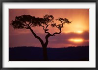 Framed Acacia Tree as Storm Clears, Masai Mara Game Reserve, Kenya