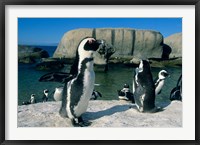 Framed African Penguins, South Africa