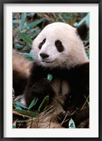 Framed China, Chengdu, Panda Sanctuary, Panda bear