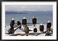 Framed Bald Eagles in Winter, Homer, Alaska