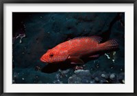 Framed Coral hind at Elphinstone Reef, Red Sea, Egypt