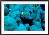 Framed Arabian Picasso Triggerfish, Panorama Reef, Red Sea, Egypt