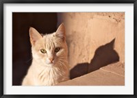 Framed Cat inside kasbah de Taourirt; same clay color!