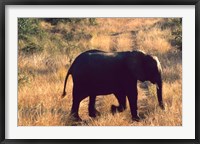 Framed Close-up of Elephant in Kruger National Park, South Africa