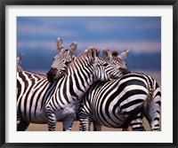 Framed Group of Zebras, Masai Mara, Kenya