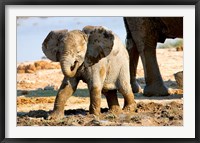 Framed Baby African Elephant in Mud, Namibia