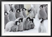 Framed Emperor Penguins on ice, Snow Hill Island, Antarctica