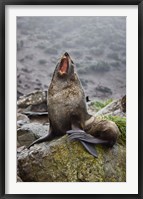 Framed Antarctica, South Georgia, Elsehul Bay, Fur seal