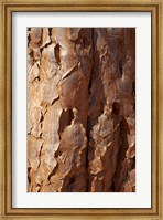 Framed Bark on trunk of Quiver Tree, near Fish River Canyon, Namibia