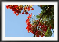 Framed Close-up of African flame tree, Stone Town, Zanzibar, Tanzania