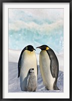 Framed Three Emperor Penguin, Snow Hill Island, Antarctica