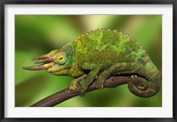 Framed Close-up of Jackson's Chameleon on limb, Kenya