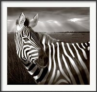 Framed Black & White of Zebra and plain, Kenya