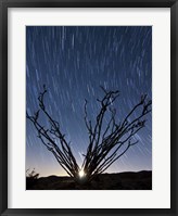 Framed setting moon is visible through the thorny branches on an ocotillo, California