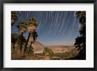 Framed California Fan Palms and a mesquite grove in a desert landscape