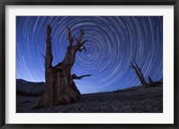 Framed Star trails above an ancient bristlecone pine tree, California