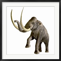 Framed Columbian Mammoth