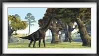 Brachiosaurus dinosaurs walk among large trees in the prehistoric era Framed Print