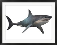 Framed Megalodon shark, a predator from the Cenozoic Era