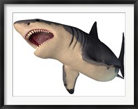 Framed Megalodon shark, an enormous predator from the Cenozoic Era