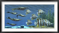 Framed Prehistoric Pteraspis jawless fish swimming with a group of Chelmon Butterflyfish