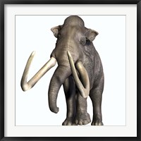 Framed Columbian Mammoth