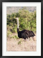 Framed Maasai Ostrich, Tsavo-West National Park, Kenya