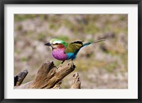 Framed Lilac Breasted Roller, Kruger National Park, South Africa