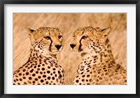 Framed Kenya, Masai Mara National Reserve. Two cheetahs