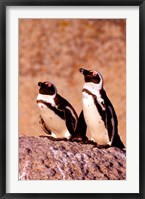 Framed Jackass Penguins, Simons Town, South Africa