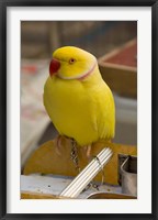 Framed Hong Kong. Bird Garden, parrot tropical bird