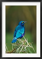 Framed Kenya, Lake Nakuru, Starling bird, thorny acacia tree