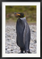 Framed Melanistic king penguin, King Penguins