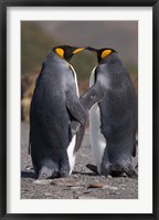 Framed King penguins, mating ritual