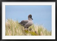 Framed Light-mantled sooty albatross bird, Gold Harbor