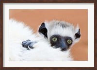 Framed Madagascar, Verreau's sifaka primate