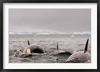 Framed Killer whales pod, western Antarctic Peninsula