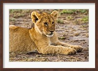 Framed Lion Cub Laying in the Bush, Maasai Mara, Kenya