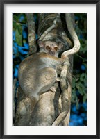 Framed Milne-Edwards Sportive Lemur, Madagascar