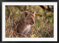 Framed Lion cub, Masai Mara National Reserve, Kenya