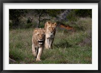 Framed Lion, Kariega Game Reserve, South Africa