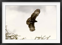 Framed Long Crested Eagle, Meru National Park, Kenya